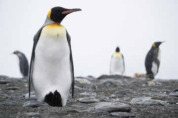 Fototapeta premium King penguin protecting egg