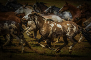 Caballos de hermosos pelajes trotando