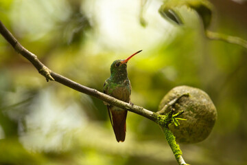 The rufous-tailed hummingbird (Amazilia tzacatl).