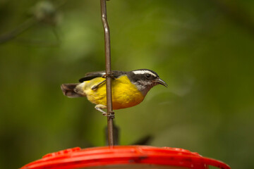 The bananaquit (Coereba flaveola),  Passerine bird in the tanager family.
