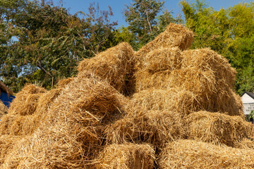 Reeds texture. Straw surface. Thatch pack canvas. Straw pack texture. Stack of straw texture image. Dry stems photo backdrop. Dry stalks of cereal plants background. Dry stems of cereals in sunny day.