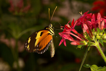 The Harmonia tiger-wing or Harmonia tiger (Tithorea harmonia).