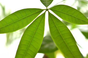 素朴な葉っぱ（Rustic leaves）
