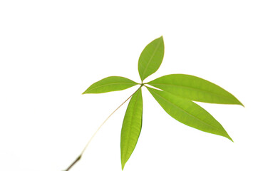 素朴な葉っぱ（Rustic leaves）