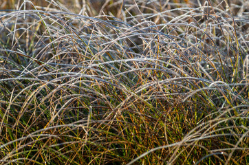 Frosty Long Curved Grass