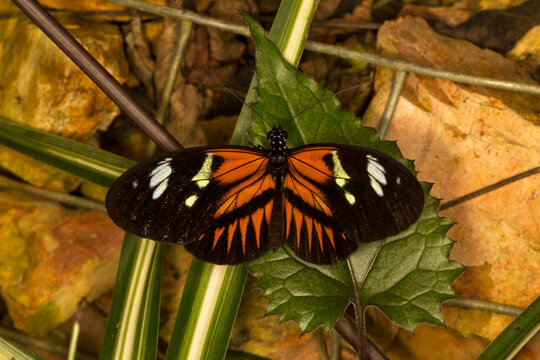 The Harmonia tiger-wing or Harmonia tiger (Tithorea harmonia).