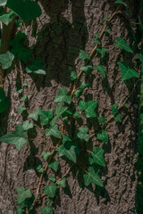 Tronco de un árbol que tiene una enredadera sobre el mismo.  El mismo se encuentra en un bosque de Sierra de la Ventana. 