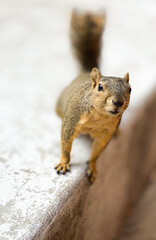 squirrel hanging out on the edge 