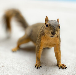 squirrel posing 