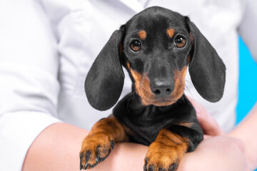 Cute obedient dachshund puppy sits quietly in arms of owner in shirt or veterinarian in professional medical outfit during routine medical examination in clinic