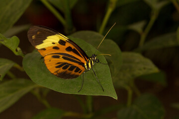 The Harmonia tiger-wing or Harmonia tiger (Tithorea harmonia).