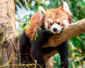 Fototapeta premium Red panda in a tree (lesser panda), resting on a branch with green leaves
