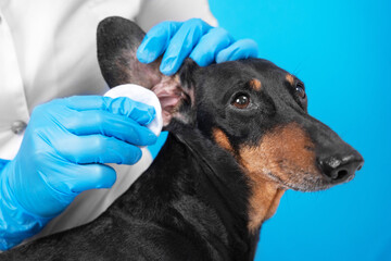 Veterinarian in sterile gloves cleans ears of obedient dachshund dog with cotton pad soaked in therapeutic solution, blue background, copy space.