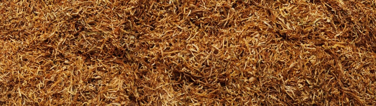 Fine cut tobacco background. Rolling tobacco. Loose tobacco.&nbsp;Close up. Hand rolling smoking tobacco pattern.
Dried shredded Nicotiana Tabacum leaves.
Panoramic image, hi-res banner.