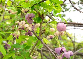 淡い紫色の花をつけた春のアケビ