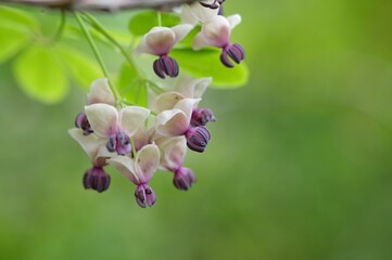 淡い紫色の花をつけた春のアケビ