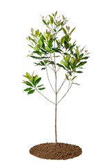clove tree on white background
