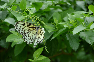 Yellow butterfly in nature