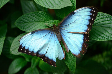 Blue butterfly in nature