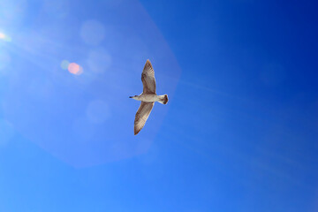Seagull flies over the blue sky