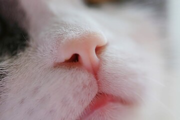 Macro close up on cat nose