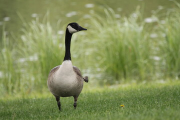 Walk in the Park