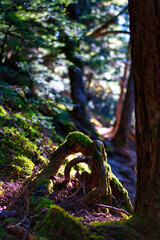 山梨県金峰山の樹林帯の登山道にて、苔と木の根と木漏れ日