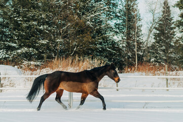 horse in winter
