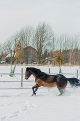 horse in winter