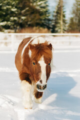 horse in winter