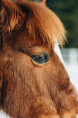 horse in winter