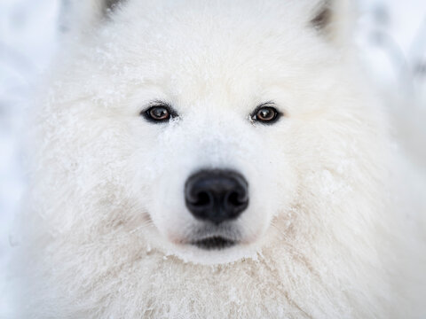 Zimowy portret samoyeda