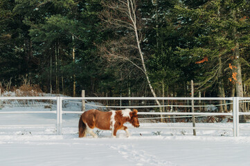 horse in winter