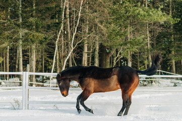 horse in winter
