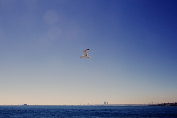 Seagull flies over the blue sky