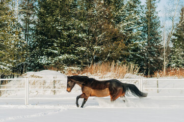 horse in winter
