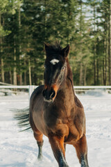 horse in winter