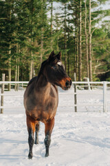 horse in winter