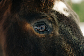 horse in winter