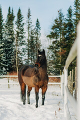 horse in winter
