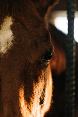 horse in winter