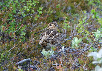 A common snipe with long beak walking in the woods in the summer near Lake Myvatn, Iceland
