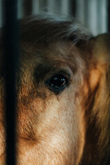 horse in winter