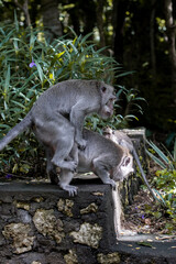 Uluwatu, Bali - December 28, 2020: 2 Monkeys Caught Mating at Pura Uluwatu