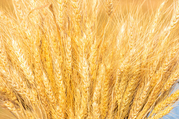 Close Up of ripe barley with cereal grains.