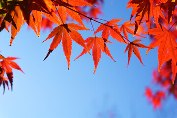 autumn leaves against sky