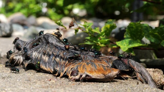 Flies and insects crawl on and into the rotting carcass of a dead chipmunk and nearby green plant. Animal death in nature. Subtle zoom out and shallow depth of field focus.