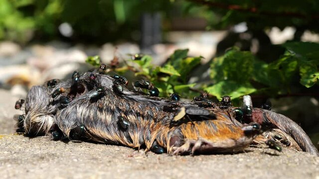 Flies and insects crawl on and into the rotting carcass of a dead chipmunk and nearby green plant. Animal death in nature. Subtle zoom in and shallow depth of field focus.