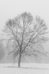Single tree on a foggy winter day