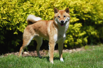 Adorable red Shiba Inu dog posing outdoors standing on a green grass